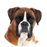 Boxer