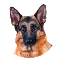 Schäferhund