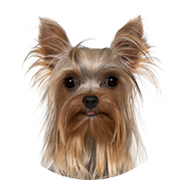 Yorksire Terrier